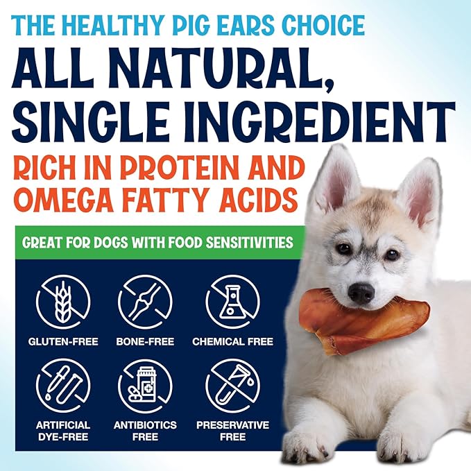 Whole Pig Ears for Dogs Large - 30 Pack Long Lasting Dog Chews โ One Ingredient Delicious All Natural Flavor โ Easy to Digest Dog Treats for Large Dogs - Great for Teeth and Gums