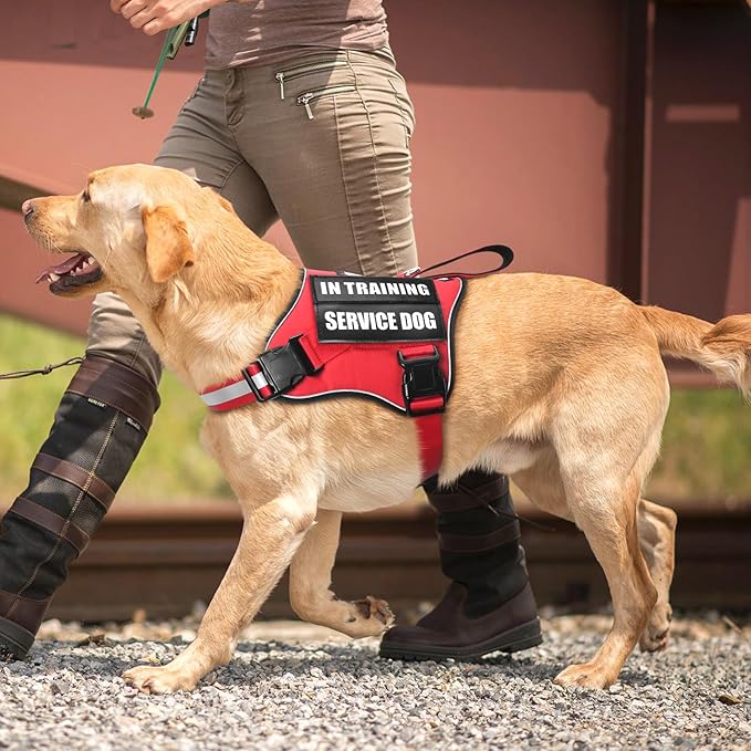 Service Dog Vest Harness and Leash Set+10 Patches,No Pull&Adjustable Reflective Dog Harness with Soft Padded Handle for Training/Everyday,Fit Small/Medium/Large/Extra-Large Dogs (Red S)