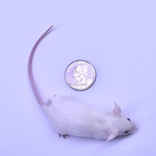 MiceDirect 100 Frozen Mice Weanling Feeders Snake Food for Juvenile Red Tail Boas Ball Python Adult Milk Snakes Corn Sand Boa (2-2.5 in) (Pack of 100) (1300 Grams Min)