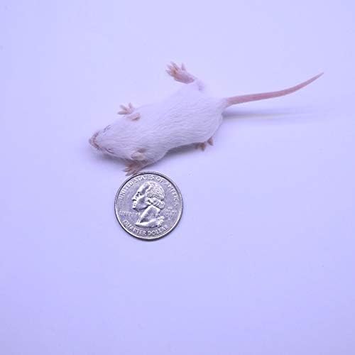 MiceDirect Frozen Mice Combo Pack 20 Fuzzies & 20 Hoppers Frozen Reptile & Snake Food (40 Count)