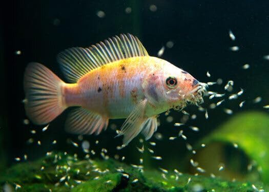 Aquatic Foods Inc. Golden Pearls 50-100 Microns for Tropical Fish Fry and Babies, for Corals, Anemones, Reef Tanks…4.4oz Squeeze Bottle
