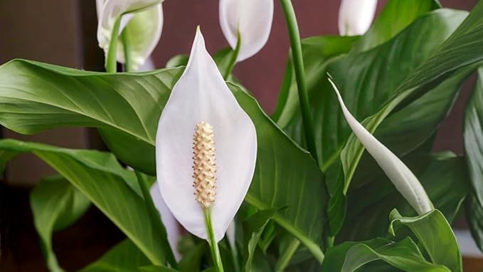 Gardenera's Premium Peace Lily Potting Mix The Perfect Growing Environment for Your Indoor Plants in Planters, Pots, and Containers [20 Quart Bag]