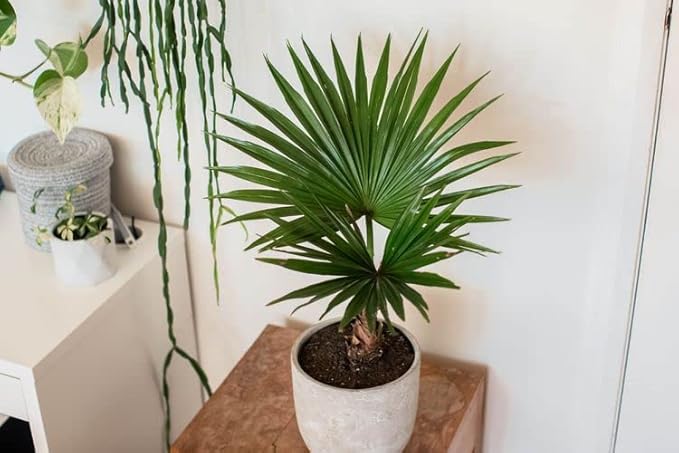 GARDENERA Palm Tree Potting Mix - The Ultimate Soil for Strong and Healthy Palms - Top Choice for Palm Tree Growers [10 Quart Bag]