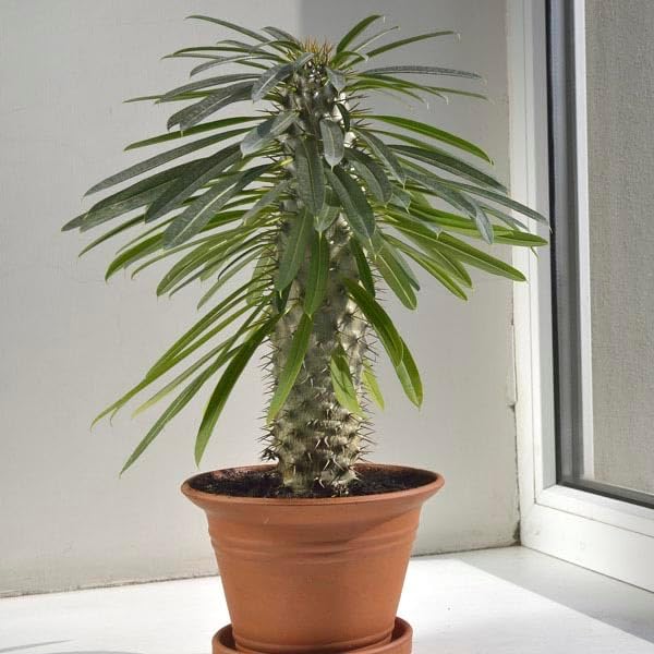 Gardenera Madagascar Palm Plant Potting Soil - All-Natural Blend for Thriving Palms - Boosts Root Health and Distinctive Elegance - 10 Quart