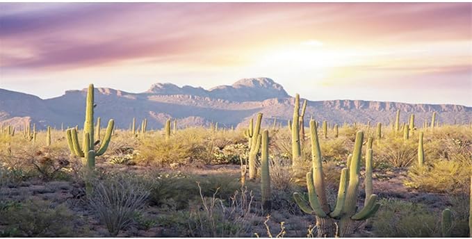 AWERT Reptile Habitat Background Blue Sky Oasis Mountain Cactus Sun and Desert Terrarium Background 24x12 inches