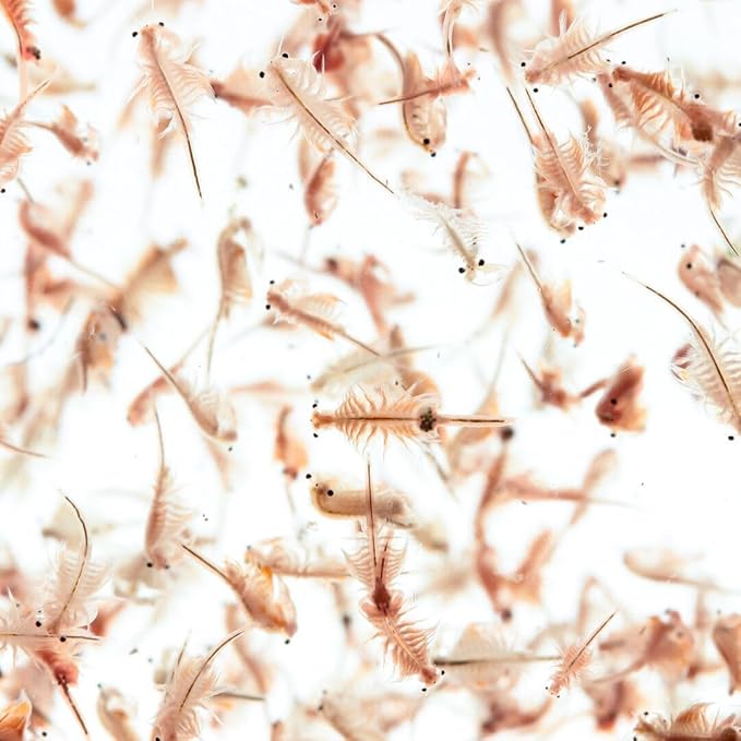 Aquatic Foods Inc. Brine Shrimp Artemia Eggs, Premium Grade 90% Hatch Rate from The Great Salt Lake, Utah, USA 3.53oz - 100 Grams