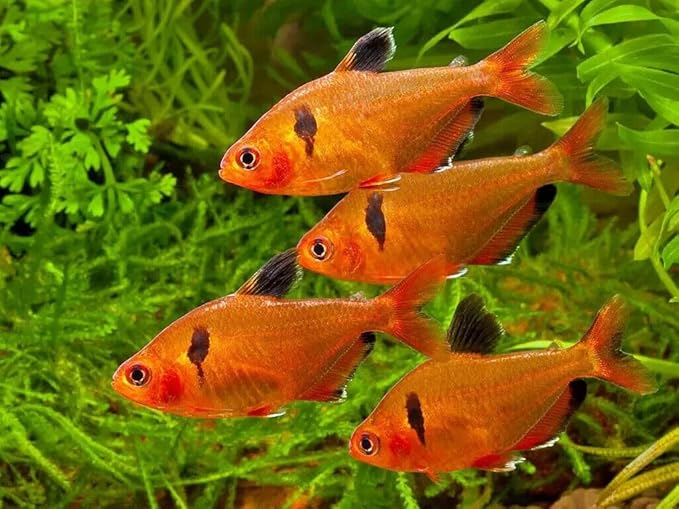 Aquatic Foods Inc. 0.8mm Micro California Blackworm Floating Pellets w/Color Enhancers & Vitamins for Guppies, Tetras, Bettas, Nano Fish, All Baby Fish…2oz Squeeze Bottle