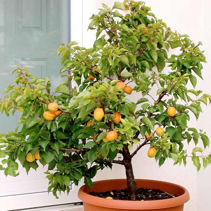 Gardenera Premium Apricot Potting Soil Mix - Ideal Nutrient Blend for Growing Robust, Flavorful, and Bountiful Apricots - 5 Quart