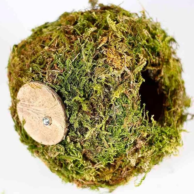 Coconut Hamster Hideout Hamster House Gerbil Cage for Small Animals with a Bundle of Apple Sticks a Carrot (Yellow)