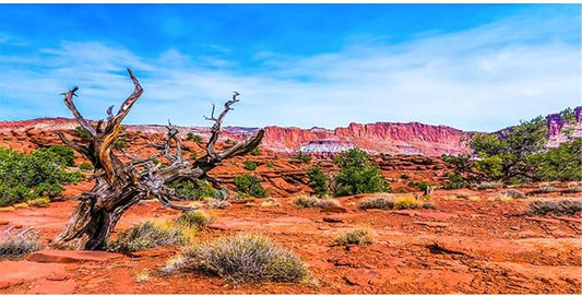 AWERT 48x20 inches Reptile Habitat Background Blue Sky Oasis Orange Desert Terrarium Background