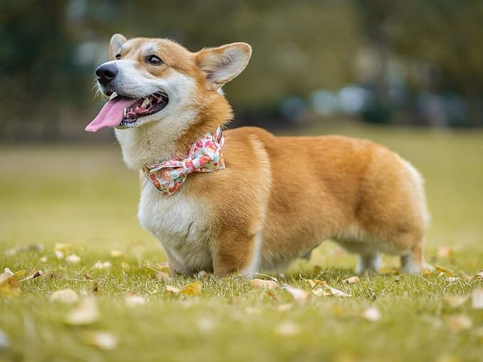Elegant little tail Dog Collar with Bow, Cotton & Webbing, Bowtie Dog Collar, Adjustable Dog Collars for Small Medium Large Dogs and Cats