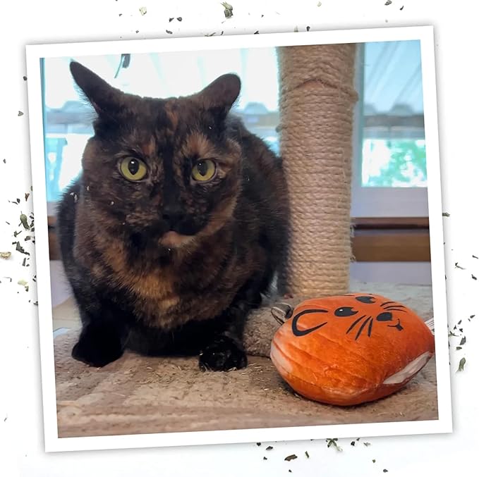 Meowijuana Refillable Cat Toys | Get Spooked - Pumpkin Catnip Toy | Includes Potent Hand Harvested Catnip Grown in North America | Promotes Play and Cat Health
