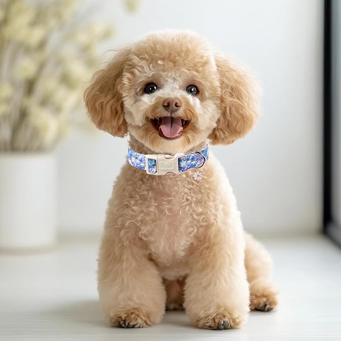 Floral Dog Collar for Small Dogs - Cute Spring Dog Collars, Soft Lightweight Bee & Daisy Puppy Collar, Breathable Adjustable Male Female Blue Wildflowers Dogs Collars XS