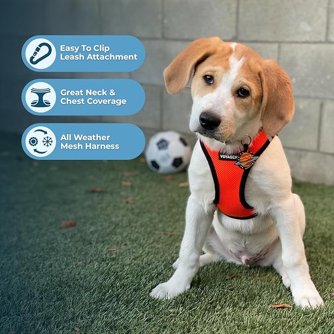 Best Pet Supplies Voyager Step-in Air Harness - All Weather Mesh, Reflective, No Pull Harness for Dogs, Cats - Secure with Hook & Loop Fastener, Buckle, Double D-Rings - Orange/Black Trim, XXS