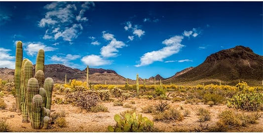 AWERT 48x18 inches Reptile Habitat Background Blue Sky Oasis Cactus Desert Terrarium Background Vinyl