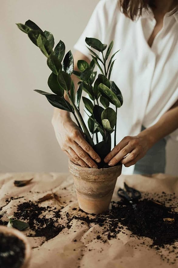 Elevate Your Space with Gardenera's Organic Potting Mix - Tailored for Thriving Zamioculcas Plants and Distinctive Leaves - 2 Quart, MAIN-ZAMIOCULCAS-2QT