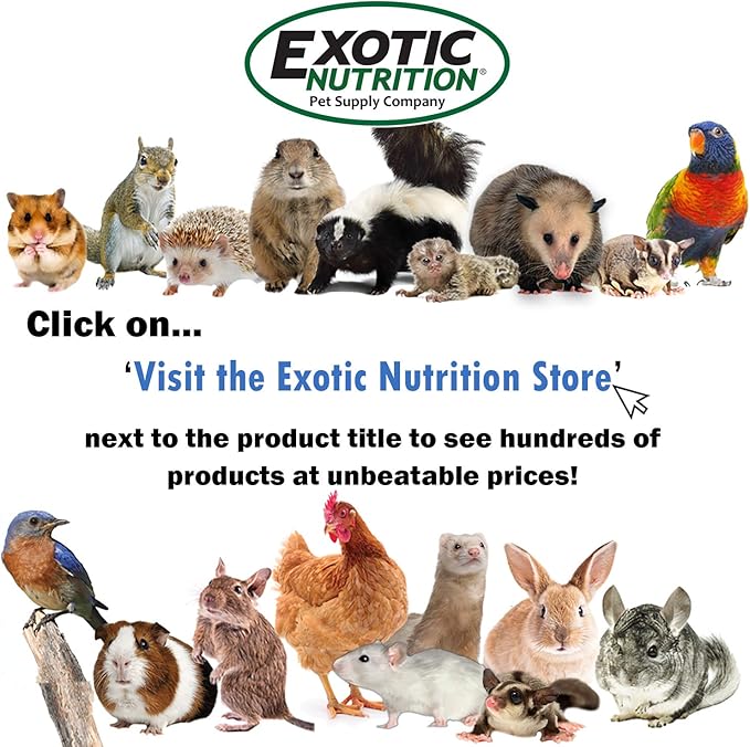Exotic Nutrition Premium Nut Mix - Unroasted, Unsalted Walnuts, Hazelnuts, Almonds - Food & Treat for Squirrels, Parrots & Other Small Pets (5 lb.)
