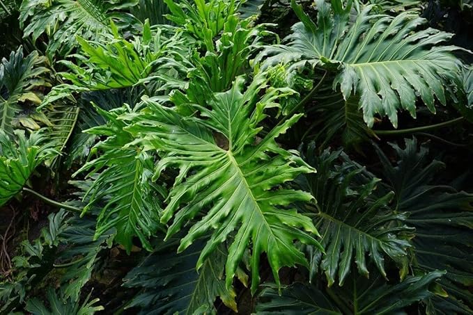 Gardenera Premium Split Leaf Philodendron Potting Mix - Hand-Crafted with Optimal Nutrients for Healthy Growth - 1 Quart