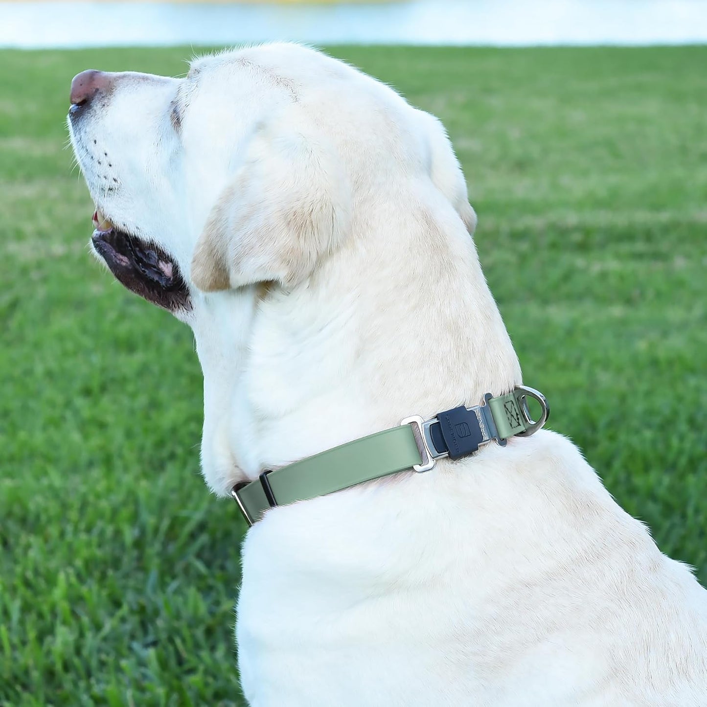 Dogline Biothane Waterproof Dog Collar with Herm Sprenger Black Stainless Steel Quick Release Buckle – Heavy Duty Tactical Durable Collar for Dogs – Comfortable Pet Collar W3/4" L12-19 Sage Green
