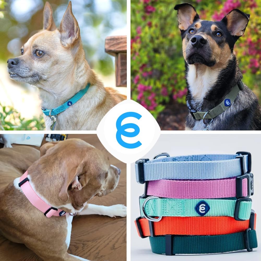 Blueberry Pet Essentials Medium Dog Collar in Rouge Red | Adjustable & Eco-Friendly Durable Nylon Strap | Classic Collar for Medium Dogs, Boy & Girl Pets