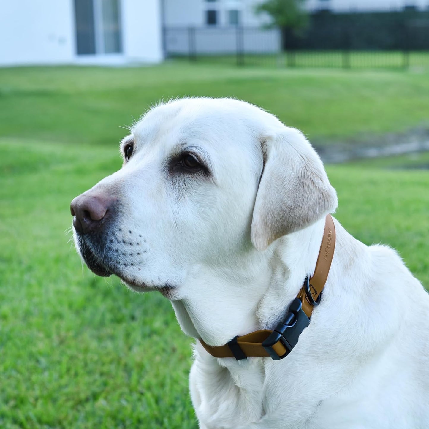 Dogline Biothane Waterproof Dog Collar with Quick Release Buckle Strong Coated Nylon Webbing with Odor- Proof for Easy Care Easy to Clean Fits Small Medium Large Dogs, Coyote Brown 3/4" W 12-19" L