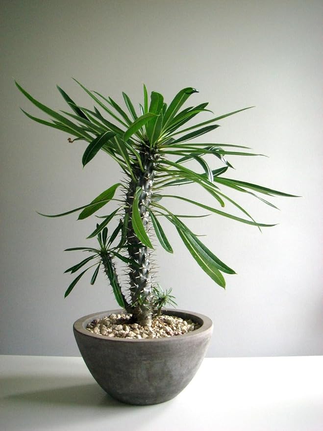 Elevate Your Madagascar Palm Oasis with Gardenera's Organic Potting Mix - Tailored for Robust Palms and Striking Form - 2 Quart