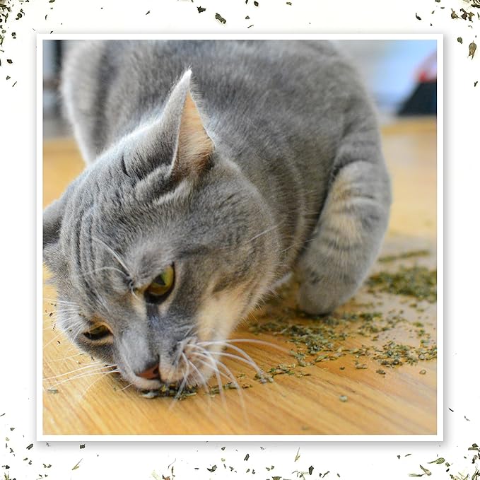 Meowijuana Purrple Passion - Premium Silvervine and Catnip Blend - Purrfect Gift For Cats, Kitties, Felines, and Cat Lovers
