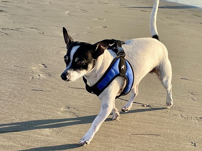 Gooby Escape Free Easy Fit Harness - Blue, Small - No Pull Step-in Patented Dog Harness with Quick Release Buckle for Small to Medium Dogs