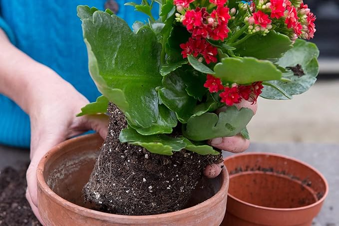 Premium Potting Mix for Kalanchoe Plants by Gardenera - Achieve Thriving and Healthy Growth - 2 Quart