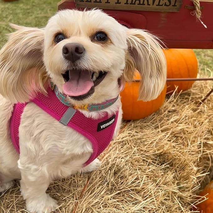 Best Pet Supplies Voyager Step-in Air Harness - All Weather Mesh, Reflective, No Pull Harness for Dogs, Cats - Secure with Hook & Loop Fastener, Buckle, Double D-Rings - Fuchsia, S