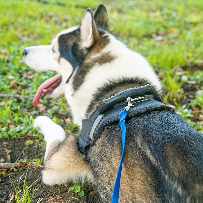 Hi Kiss Dog/Puppy Obedience Recall Training Agility Lead - 15ft 20ft 30ft 50ft 100ft Training Leash - Great for Play, Camping, or Backyard - Black 30ft