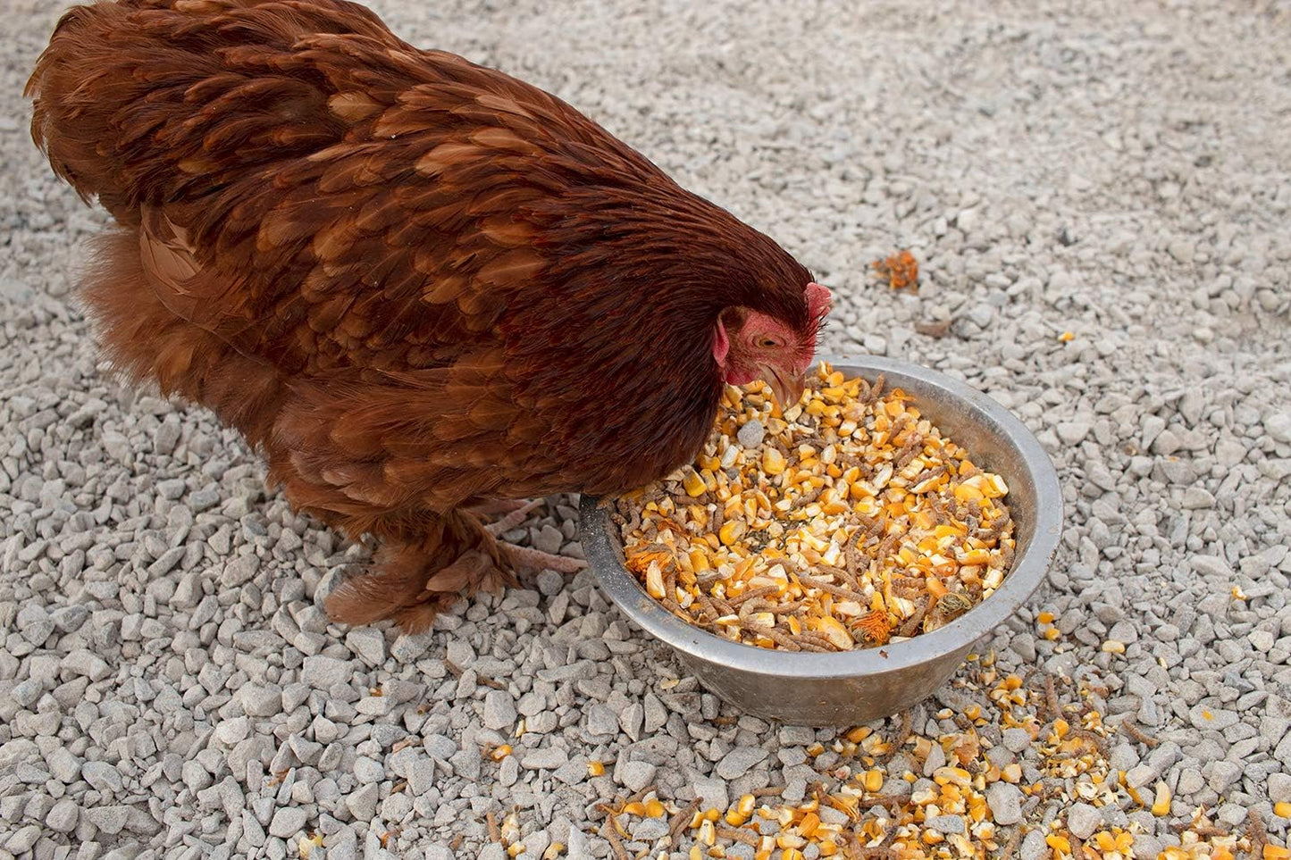 Pampered Chicken Mama Non-GMO Mealworm, Corn, Flax, & Herb Treat (10 Pounds) for Backyard Chickens, Healthy Layer Feed & Supplies for Pet Chickens Poultry Queen Treat for Hens