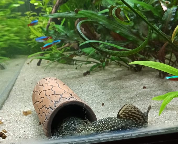 Plecoceramics Aquarium pleco breeding cave Fish Tank Decorations Small Size (1 pcs)
