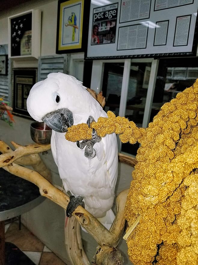 Birds LOVE Wholesome & Lovely Spray Millet Non-GMO (No Stems Only Edible Tops) for Parrots Birds Cockatiel Lovebird Parakeets Finch Canary All Parrots Healthy Treat - 5lbs