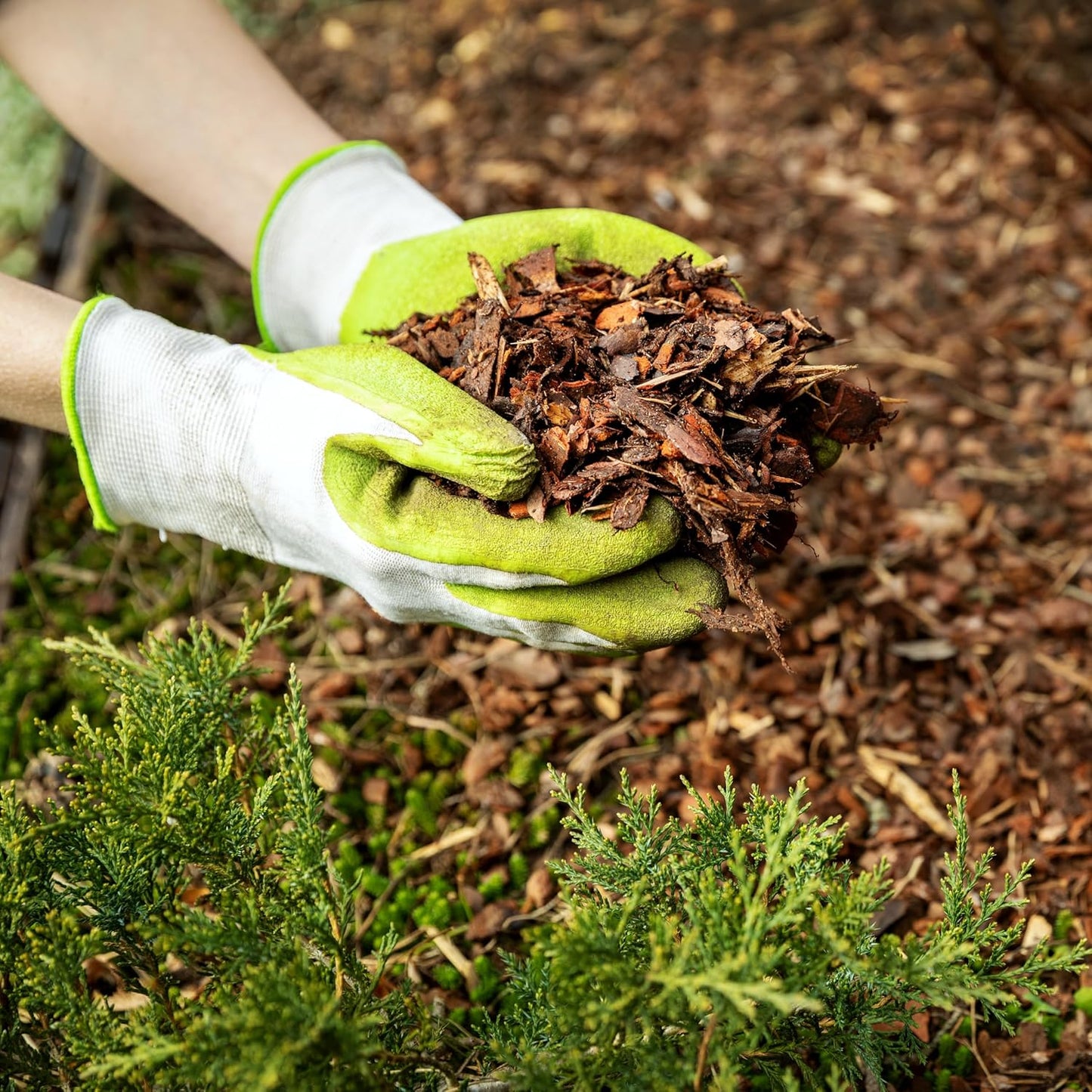 Premium Cypress Mulch for Landscaping, Gardens, Lawns, Reptile Bedding, and Potted Plants (0.2 CF - 4.8 L - 5 QTS)