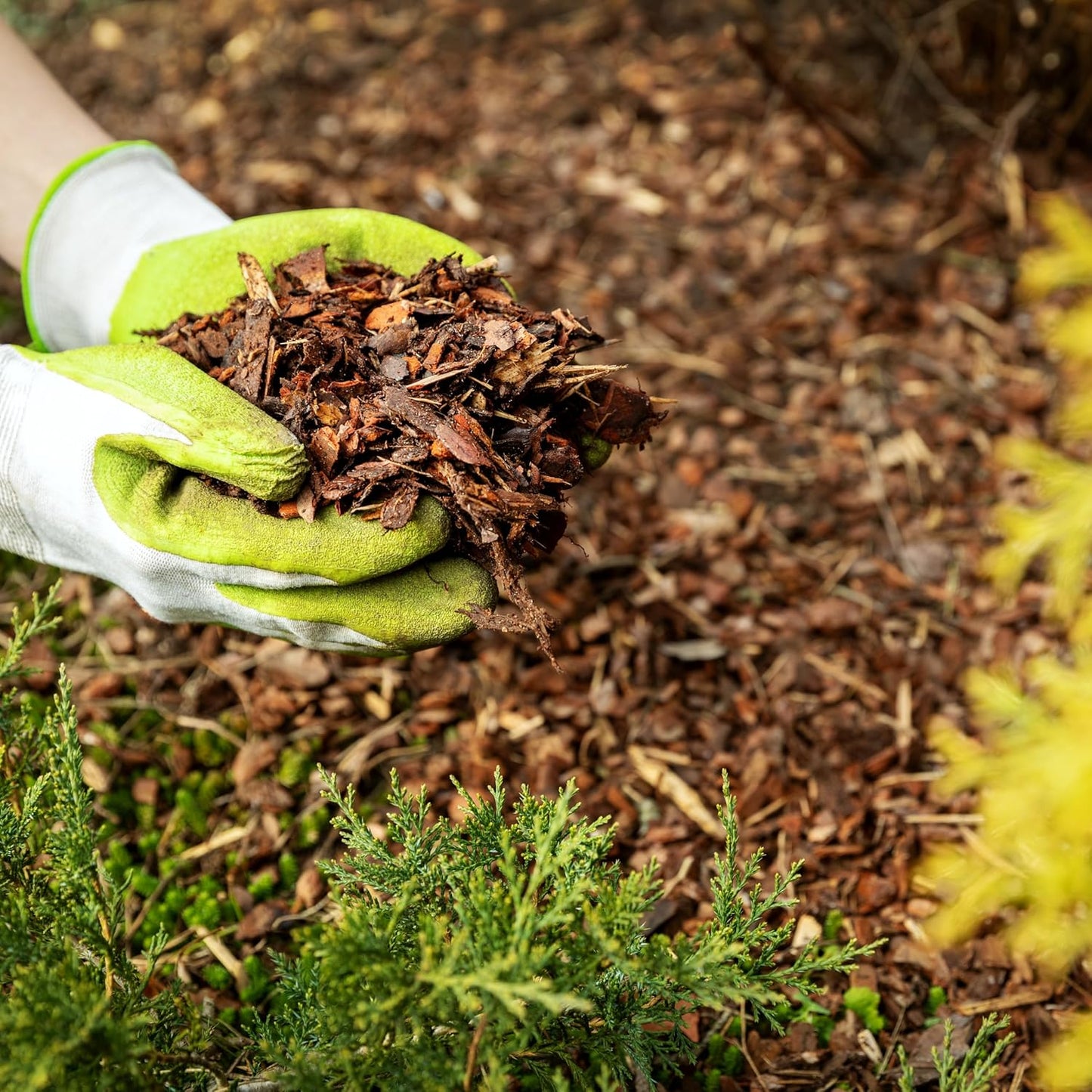 Premium Brown Wood Mulch for Landscaping, Gardens, Lawns, Potting Media, and Potted Plants (0.2 CF - 4.8 L - 5 QTS)
